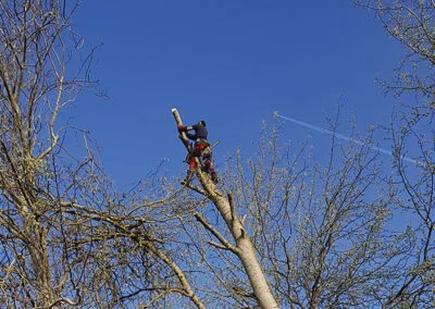 tronçonnage d'une branche