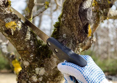 élagage à la scie par Vert l'Avenir Paysage