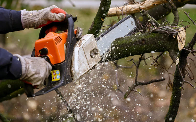 élagage d'arbres par Vert l'Avenir Paysage
