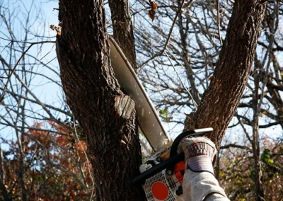 Tronçonnage de branche par Vert l'Avenir Paysage
